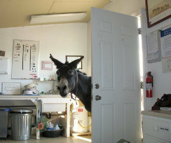 Photos Et Videos Lfpc Cheval