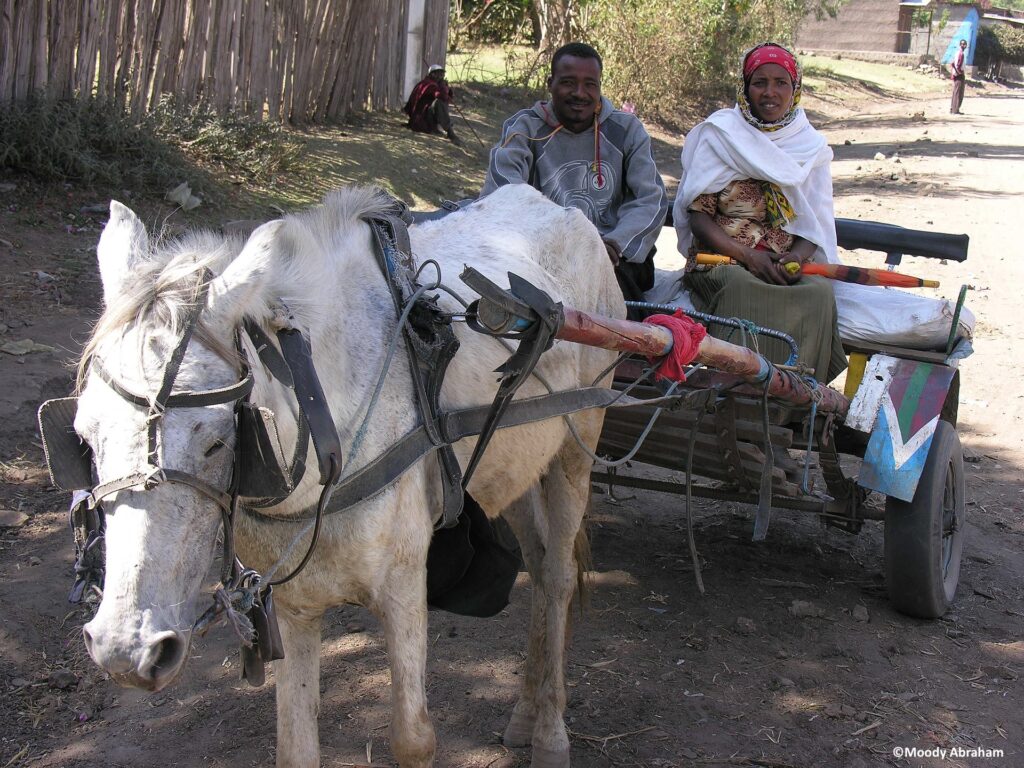 En Éthiopie, lorsque les chevaux ne sont plus utiles, la plupart sont tout simplement abandonnés à leur sort.