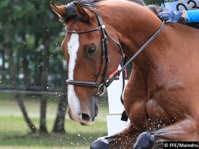 Une étude révèle que le bien-être des chevaux montés sans embouchure est bien meilleur que celui de leurs congénères qui ont un mors dans la bouche