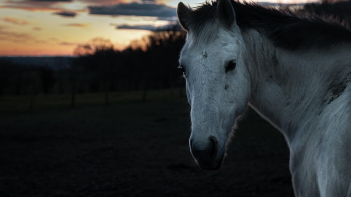 Chevaux mutilés en Normandie : la Ligue française pour la protection du cheval se constitue partie civile
