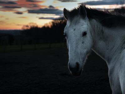 Chevaux mutilés en Normandie : la Ligue française pour la protection du cheval se constitue partie civile