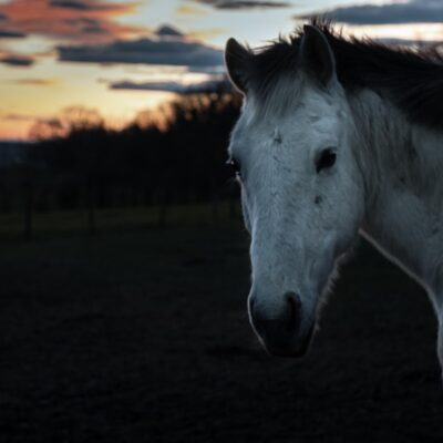 Chevaux mutilés en Normandie : la Ligue française pour la protection du cheval se constitue partie civile