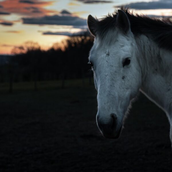 Chevaux mutilés en Normandie : la Ligue française pour la protection du cheval se constitue partie civile
