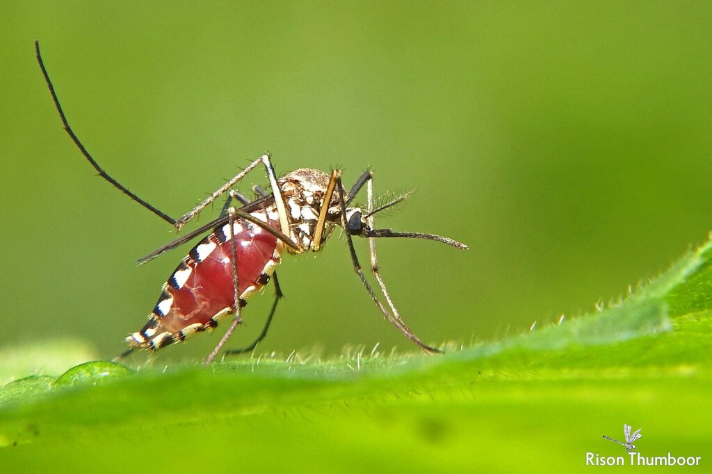 Alors que l’été 2025 s’annonce chaud et humide, les conditions sont réunies pour une expansion sans précédent du virus West Nile en Europe