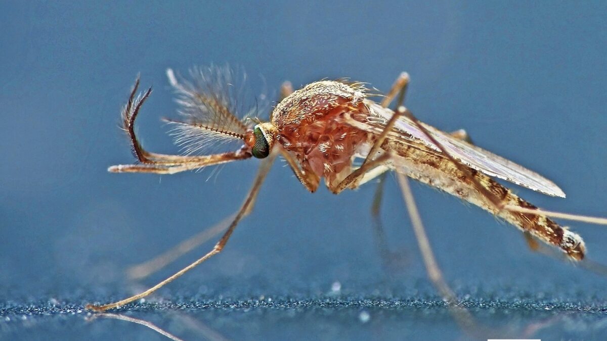 Alors que l’été 2025 s’annonce chaud et humide, les conditions sont réunies pour une expansion sans précédent du virus West Nile en Europe