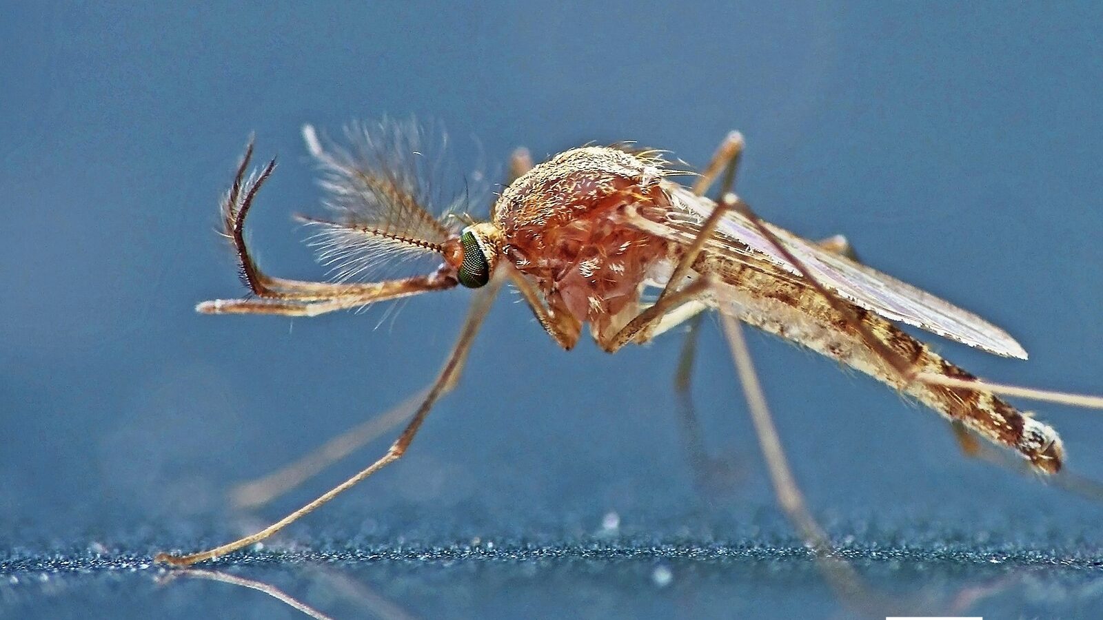 Alors que l’été 2025 s’annonce chaud et humide, les conditions sont réunies pour une expansion sans précédent du virus West Nile en Europe