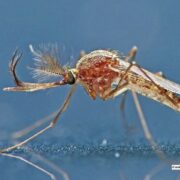 Alors que l’été 2025 s’annonce chaud et humide, les conditions sont réunies pour une expansion sans précédent du virus West Nile en Europe