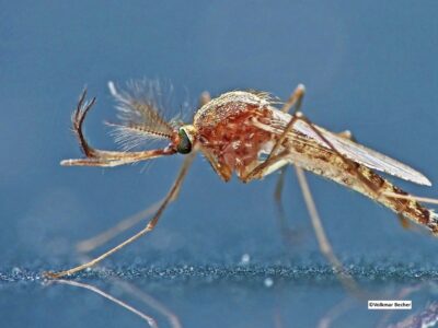 Alors que l’été 2025 s’annonce chaud et humide, les conditions sont réunies pour une expansion sans précédent du virus West Nile en Europe