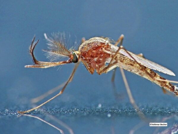 Alors que l’été 2025 s’annonce chaud et humide, les conditions sont réunies pour une expansion sans précédent du virus West Nile en Europe