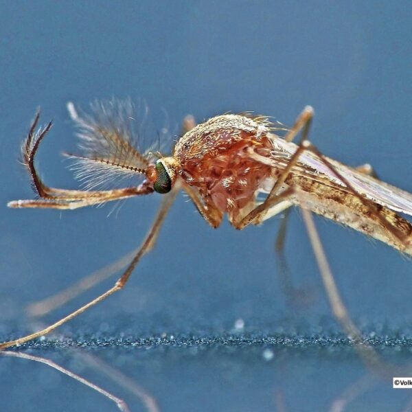 Alors que l’été 2025 s’annonce chaud et humide, les conditions sont réunies pour une expansion sans précédent du virus West Nile en Europe