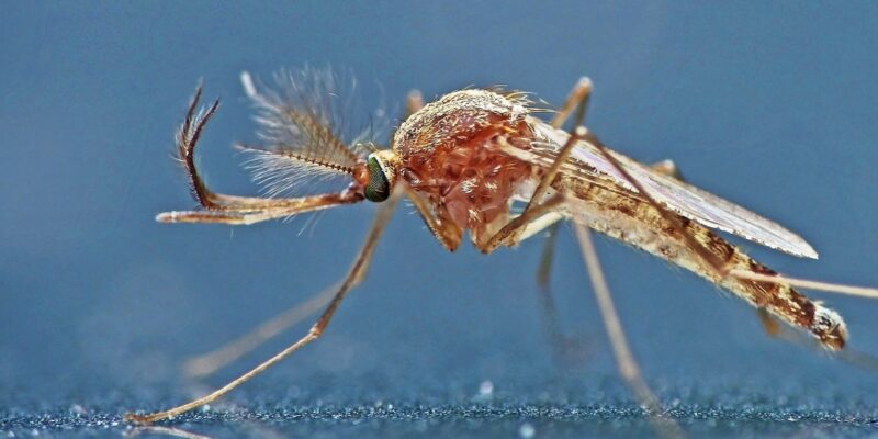 Alors que l’été 2025 s’annonce chaud et humide, les conditions sont réunies pour une expansion sans précédent du virus West Nile en Europe