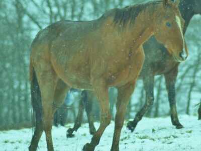 la LFPC propose le placement de chevaux réformés des courses de galop en partenariat avec France Galop. ce sont des Pur sang ayant couru.