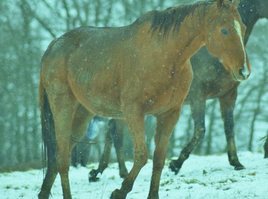 la LFPC propose le placement de chevaux réformés des courses de galop en partenariat avec France Galop. ce sont des Pur sang ayant couru.
