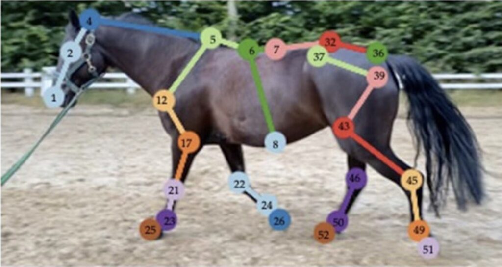 IA : Grâce à la combinaison de caméras haute fréquence, de capteurs inertiels (IMU) fixés sur les membres et de modèles de vision par ordinateur, des systèmes sont désormais capables de repérer les asymétries de locomotion à un stade préclinique.