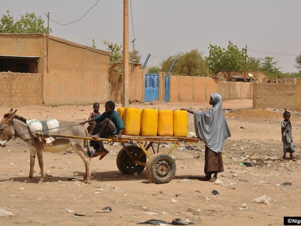 Équidés de travail : un chaînon ignoré de la résilience mondiale face aux catastrophes climatiques