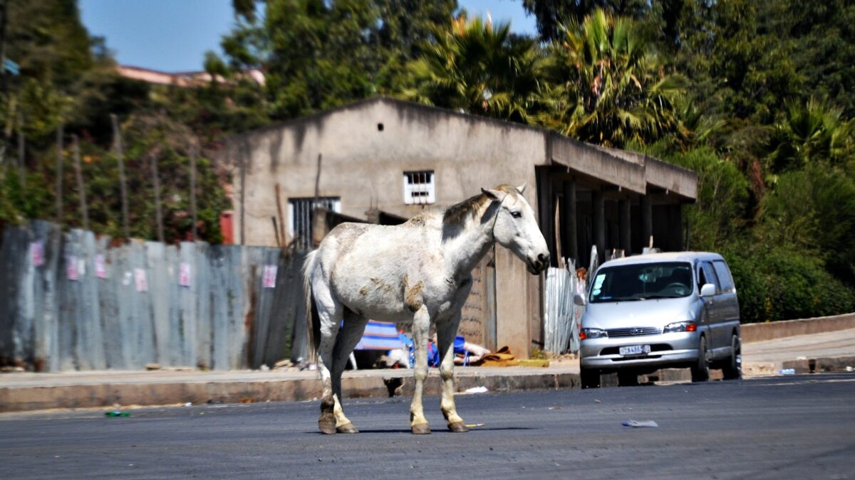 En Éthiopie, lorsque les chevaux ne sont plus utiles, la plupart sont tout simplement abandonnés à leur sort.