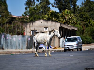 En Éthiopie, lorsque les chevaux ne sont plus utiles, la plupart sont tout simplement abandonnés à leur sort.