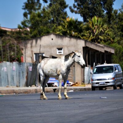 En Éthiopie, lorsque les chevaux ne sont plus utiles, la plupart sont tout simplement abandonnés à leur sort.