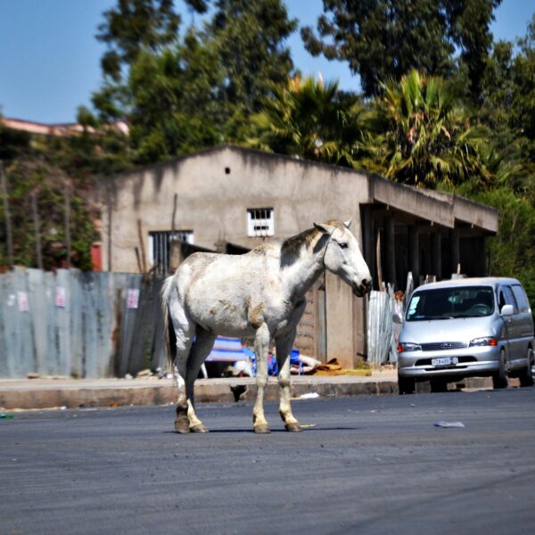 En Éthiopie, lorsque les chevaux ne sont plus utiles, la plupart sont tout simplement abandonnés à leur sort.