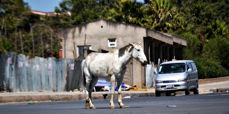 En Éthiopie, lorsque les chevaux ne sont plus utiles, la plupart sont tout simplement abandonnés à leur sort.