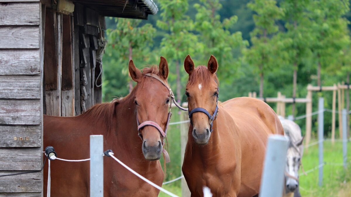 les chevaux utilisent spontanément un abri, peu de temps mais à des moments clés, davantage en été et en milieu de journée, pour se protéger de la chaleur et des insectes ou se reposer