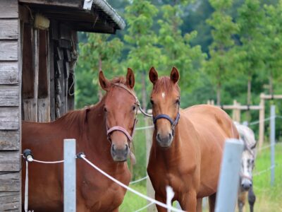 les chevaux utilisent spontanément un abri, peu de temps mais à des moments clés, davantage en été et en milieu de journée, pour se protéger de la chaleur et des insectes ou se reposer