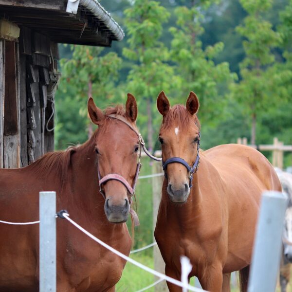 les chevaux utilisent spontanément un abri, peu de temps mais à des moments clés, davantage en été et en milieu de journée, pour se protéger de la chaleur et des insectes ou se reposer