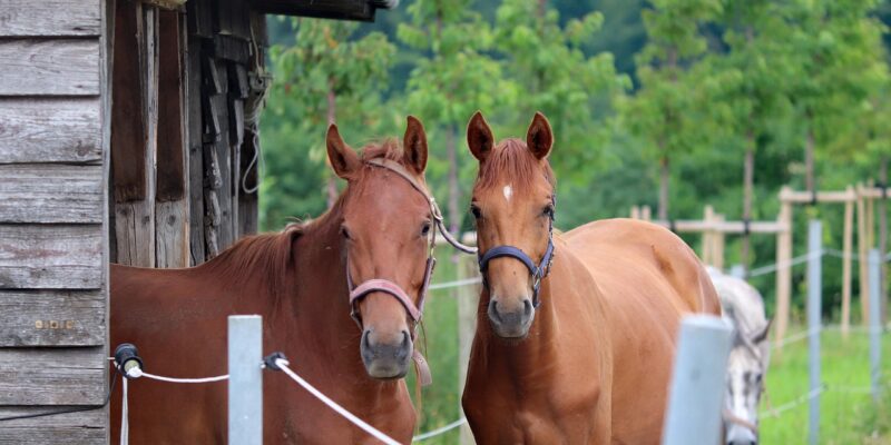 les chevaux utilisent spontanément un abri, peu de temps mais à des moments clés, davantage en été et en milieu de journée, pour se protéger de la chaleur et des insectes ou se reposer