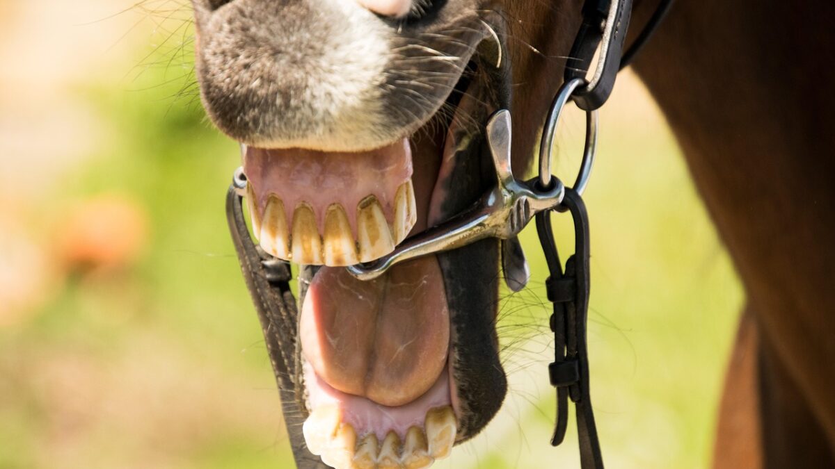 Depuis le 1er juillet, l’usage de toute substance destinée à provoquer artificiellement une salivation mousseuse dans ou autour de la bouche des chevaux est strictement interdit dans toutes les disciplines gérées par la Fédération équestre internationale