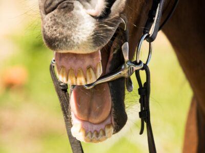 Depuis le 1er juillet, l’usage de toute substance destinée à provoquer artificiellement une salivation mousseuse dans ou autour de la bouche des chevaux est strictement interdit dans toutes les disciplines gérées par la Fédération équestre internationale