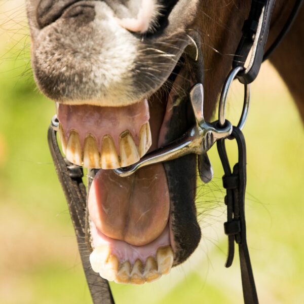 Depuis le 1er juillet, l’usage de toute substance destinée à provoquer artificiellement une salivation mousseuse dans ou autour de la bouche des chevaux est strictement interdit dans toutes les disciplines gérées par la Fédération équestre internationale