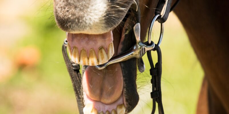 Depuis le 1er juillet, l’usage de toute substance destinée à provoquer artificiellement une salivation mousseuse dans ou autour de la bouche des chevaux est strictement interdit dans toutes les disciplines gérées par la Fédération équestre internationale