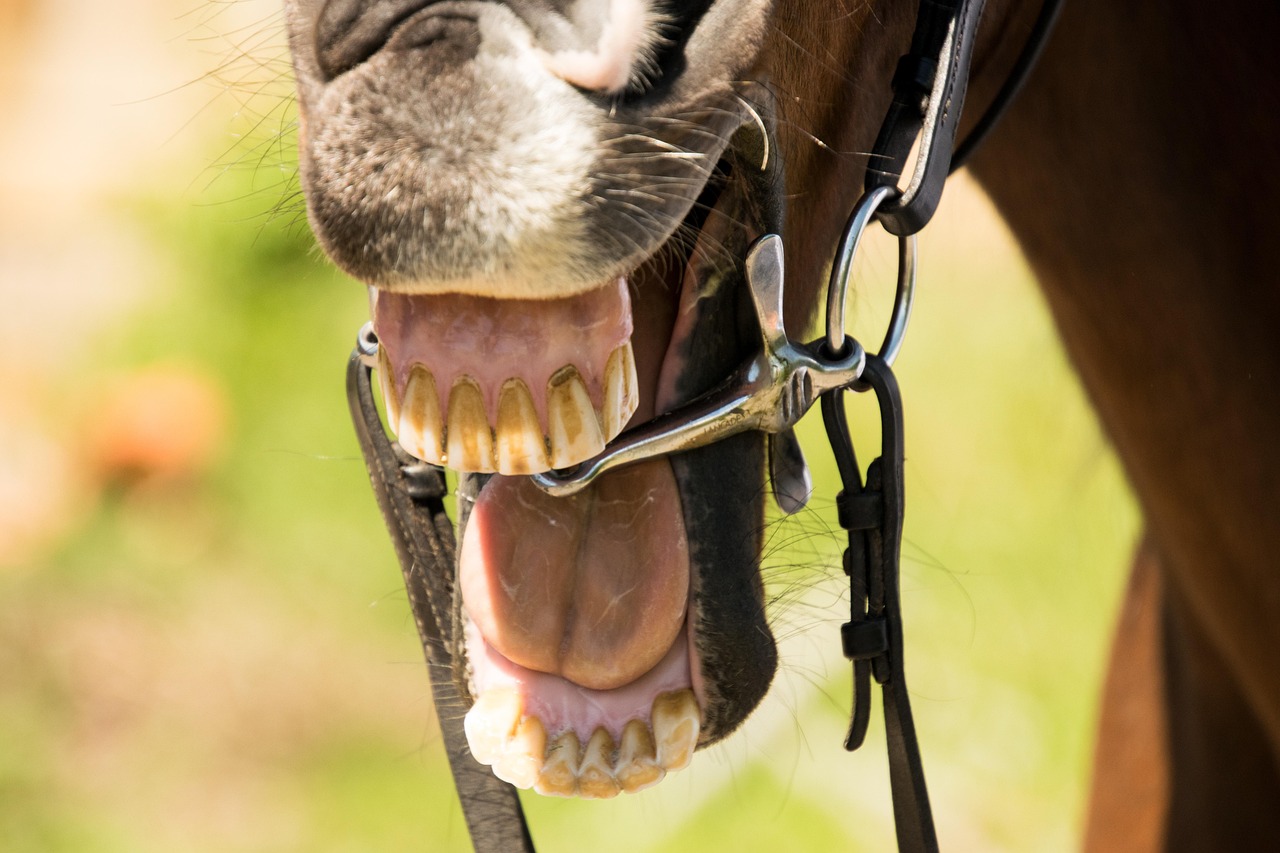 Depuis le 1er juillet, l’usage de toute substance destinée à provoquer artificiellement une salivation mousseuse dans ou autour de la bouche des chevaux est strictement interdit dans toutes les disciplines gérées par la Fédération équestre internationale