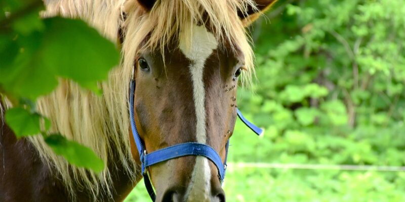La nouvelle charte de l’organisation nationale des sports équestres en Grande-Bretagne, la British Equestrian Federation, vise à soutenir les normes les plus élevées en matière de bien-être équin et d’éthique