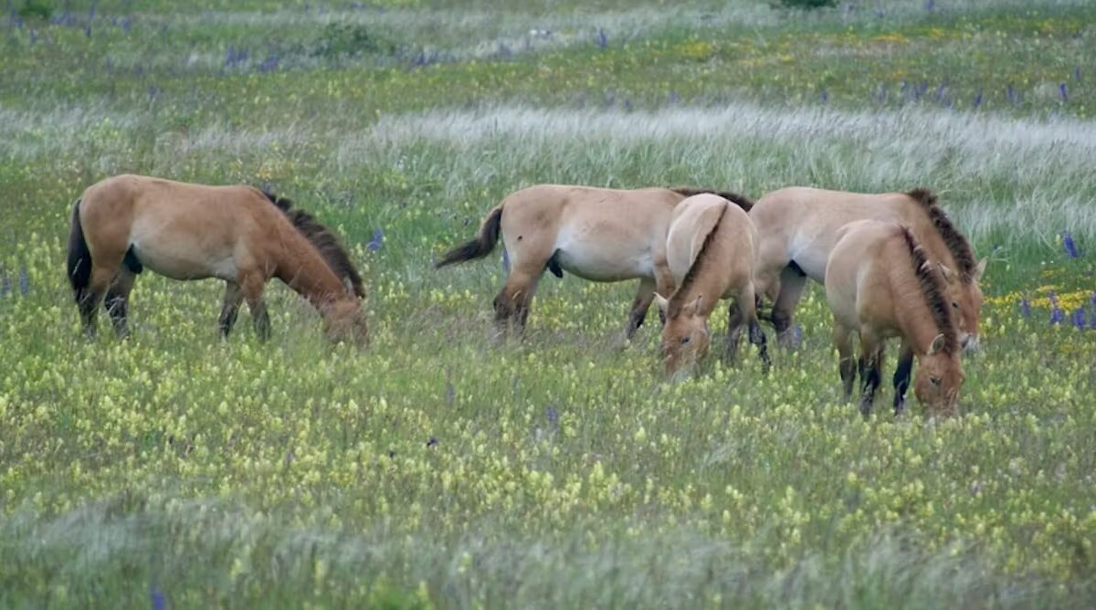 la végétation est plus hétérogène et présente une plus grande fréquence d’espèces à fleurs dans les zones pâturées par les chevaux de Przewalski au détriment des graminées qui dominent plutôt dans les espaces parcourus par les brebis