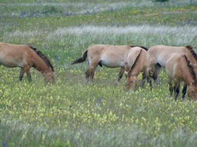 la végétation est plus hétérogène et présente une plus grande fréquence d’espèces à fleurs dans les zones pâturées par les chevaux de Przewalski au détriment des graminées qui dominent plutôt dans les espaces parcourus par les brebis