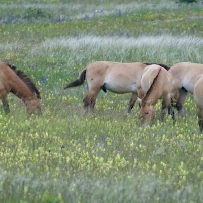 la végétation est plus hétérogène et présente une plus grande fréquence d’espèces à fleurs dans les zones pâturées par les chevaux de Przewalski au détriment des graminées qui dominent plutôt dans les espaces parcourus par les brebis