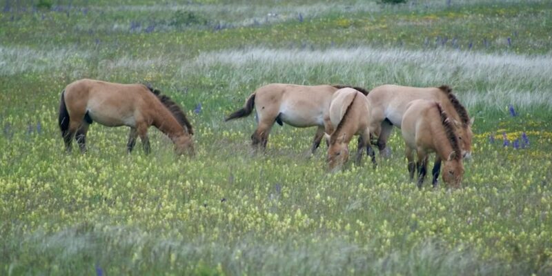 la végétation est plus hétérogène et présente une plus grande fréquence d’espèces à fleurs dans les zones pâturées par les chevaux de Przewalski au détriment des graminées qui dominent plutôt dans les espaces parcourus par les brebis