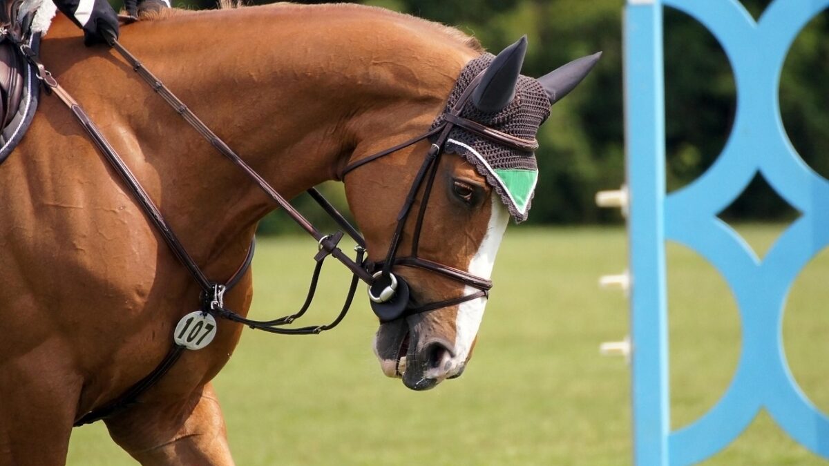 L’un des apports centraux de l’ouvrage réside dans la notion de sport équestre respectueux du bien-être animal