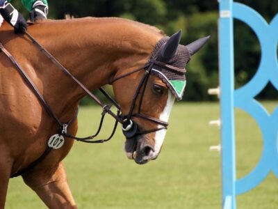 L’un des apports centraux de l’ouvrage réside dans la notion de sport équestre respectueux du bien-être animal