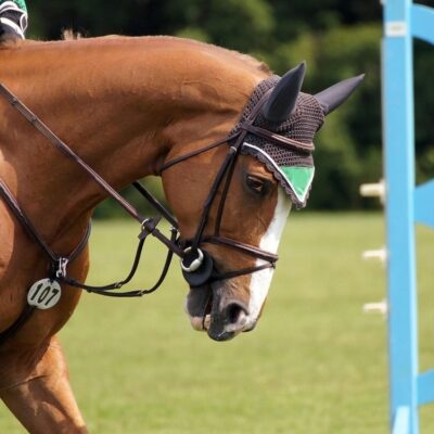 L’un des apports centraux de l’ouvrage réside dans la notion de sport équestre respectueux du bien-être animal
