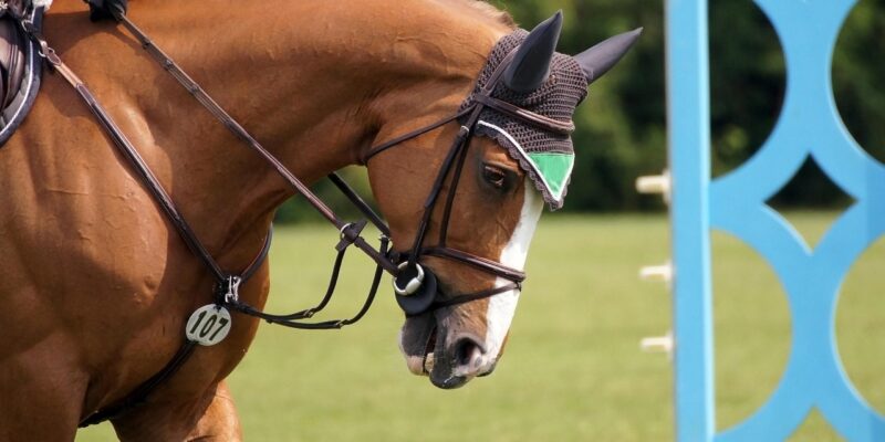 L’un des apports centraux de l’ouvrage réside dans la notion de sport équestre respectueux du bien-être animal