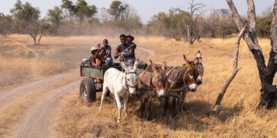 Le trafic de peaux d’âne est si lucratif que les mesures récemment prises par les autorités africaines et brésiliennes pour l’interdire apparaissent illusoires
