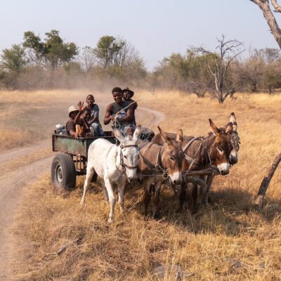 Le trafic de peaux d’âne est si lucratif que les mesures récemment prises par les autorités africaines et brésiliennes pour l’interdire apparaissent illusoires