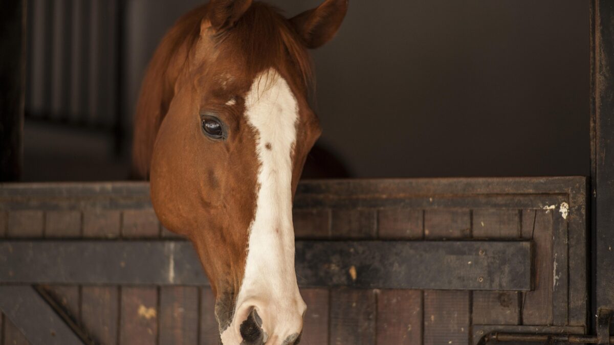 La taille réduite des boxes affecte-t-elle le bien-être et le comportement des chevaux ?