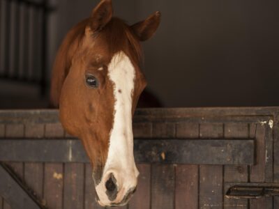La taille réduite des boxes affecte-t-elle le bien-être et le comportement des chevaux ?