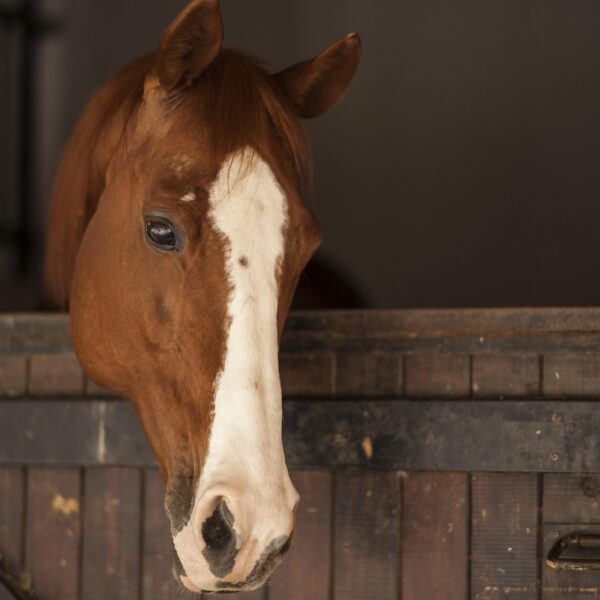 La taille réduite des boxes affecte-t-elle le bien-être et le comportement des chevaux ?