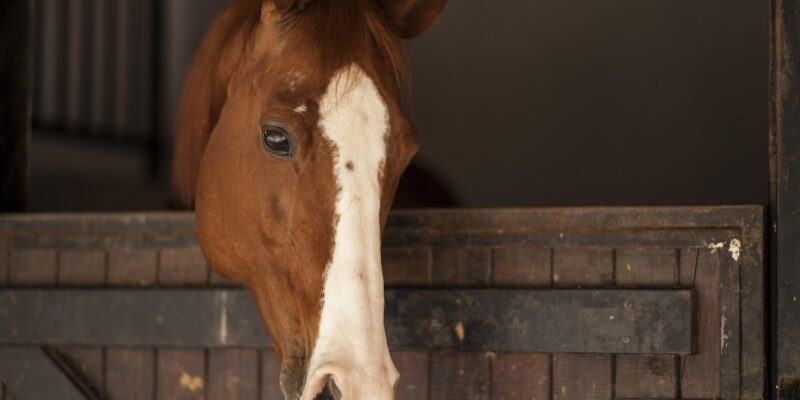 La taille réduite des boxes affecte-t-elle le bien-être et le comportement des chevaux ?