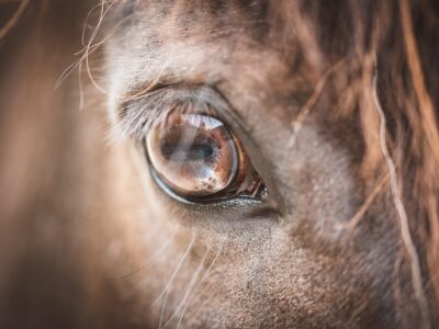 Les chevaux ne détectent pas directement le stress humain. Ils répondent avant tout à ce qu’ils voient : une posture, un geste, une tension corporelle.