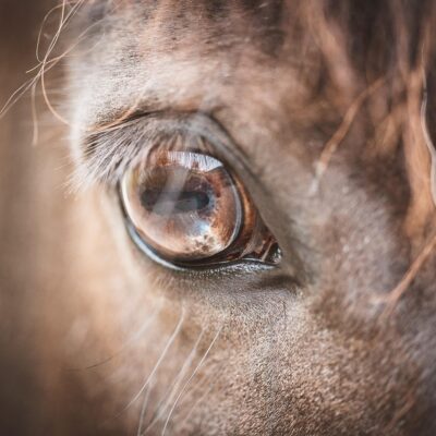 Les chevaux ne détectent pas directement le stress humain. Ils répondent avant tout à ce qu’ils voient : une posture, un geste, une tension corporelle.